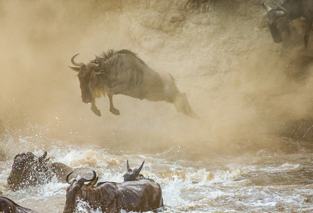 Le gnou saute dans la rivière Mara.