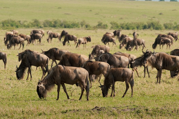 Photo gnous dans la savane