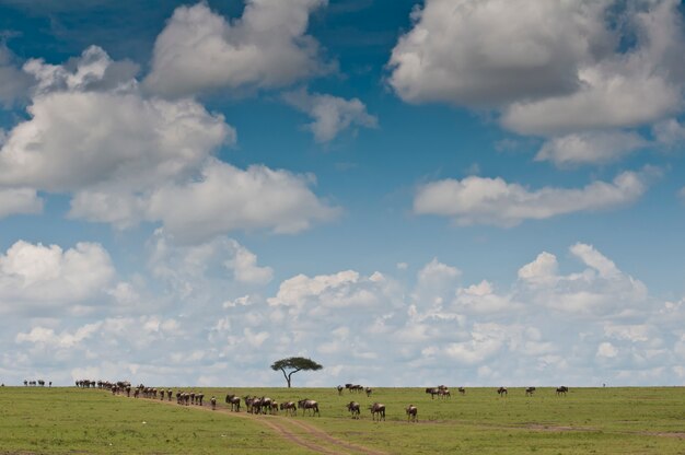 Photo gnous dans la savane