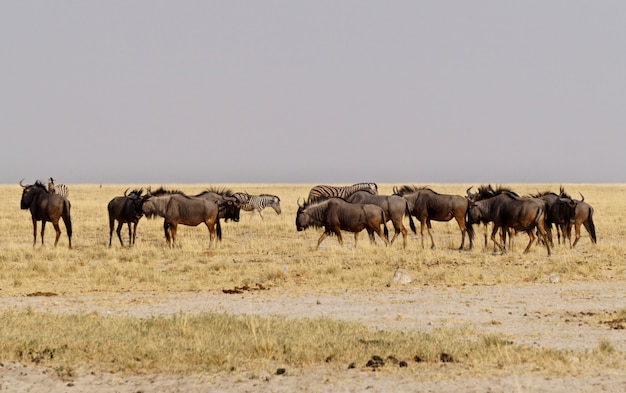 Gnous à Etosha National Park