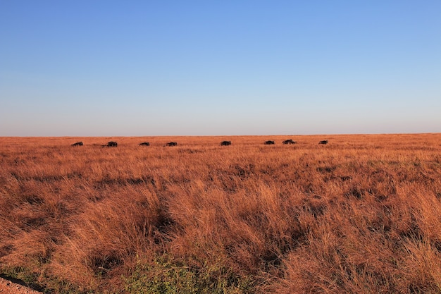 Gnous en safari au Kenya et en Tanzanie, Afrique