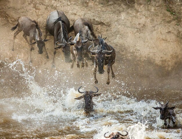 Les gnous sautent dans la rivière Mara. Grande migration.