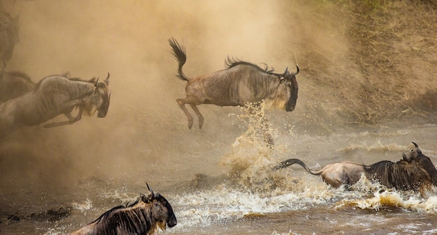 Les gnous sautent dans la rivière Mara. Grande migration.