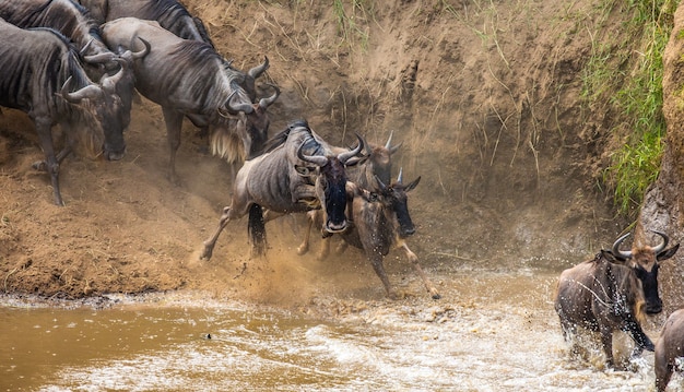 Les gnous sautent dans la rivière Mara.