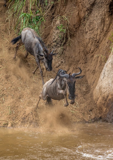 Les gnous sautent dans la rivière Mara.