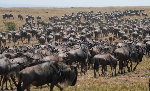 Les gnous se succèdent dans la savane. Grande migration. Kenya. Tanzanie. Parc national du Masai Mara.