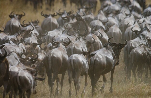 Photo les gnous se suivent dans la savane