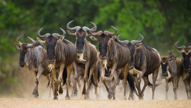 Les gnous traversent l'effet de mouvement de la savane.