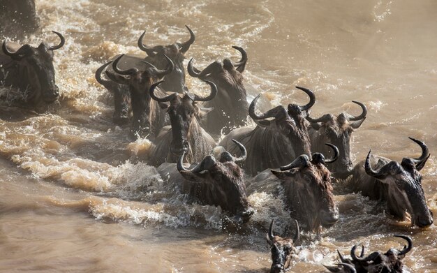 Les gnous traversent la rivière Mara. Grande migration. Kenya. Tanzanie. Parc national du Masai Mara.