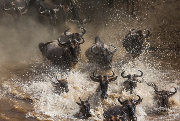 Les gnous traversent la rivière Mara. Grande migration. Kenya. Tanzanie. Parc national du Masai Mara.