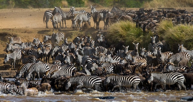 Les gnous traversent la rivière Mara. Grande migration. Kenya. Tanzanie. Parc national du Masai Mara.