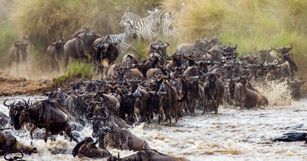 Les gnous traversent la rivière Mara. Grande migration. Kenya. Tanzanie. Parc national du Masai Mara.