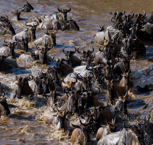 Les gnous traversent la rivière Mara. Grande migration. Kenya. Tanzanie. Parc national du Masai Mara.