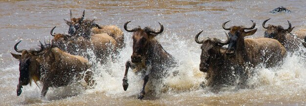 Les gnous traversent la rivière Mara