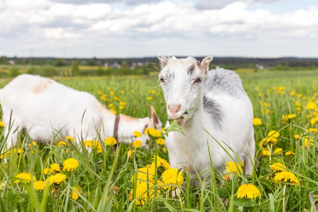 Goaling mignon en liberté sur une ferme d'animaux écologiques naturels biologiques paissant librement sur fond de prairie. Les chèvres domestiques broutent en mâchant dans les pâturages. Élevage moderne, agriculture écologique. Droits des animaux.