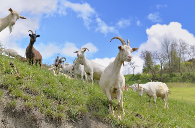 Goast alpin bautiful blanc dans les pâturages au printemps