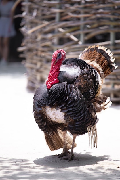 Gobbler de dinde dans la cour