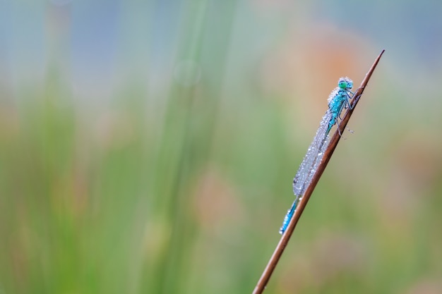 Gobelet marqué demoiselle