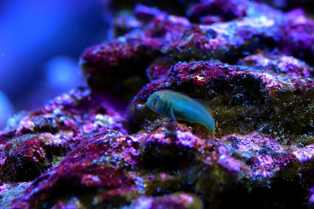 Gobie corail clown vert - Gobiodon histrio