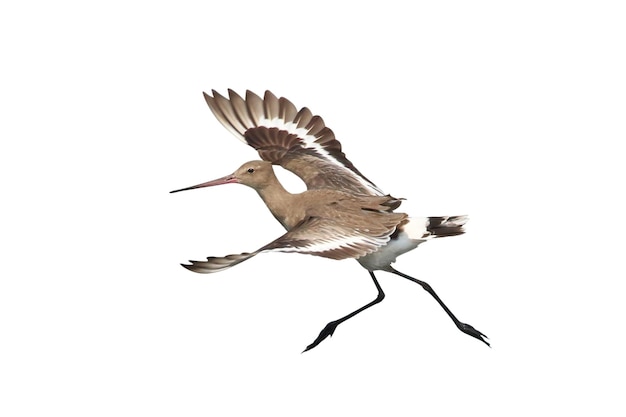 Le godwit à queue noire volant isolé sur un fond blanc