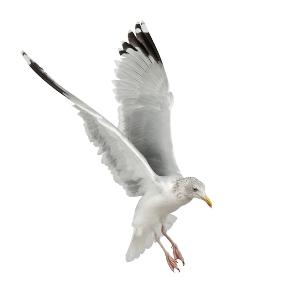 Goéland argenté, Larus argentatus, 4 ans, battant contre une surface blanche