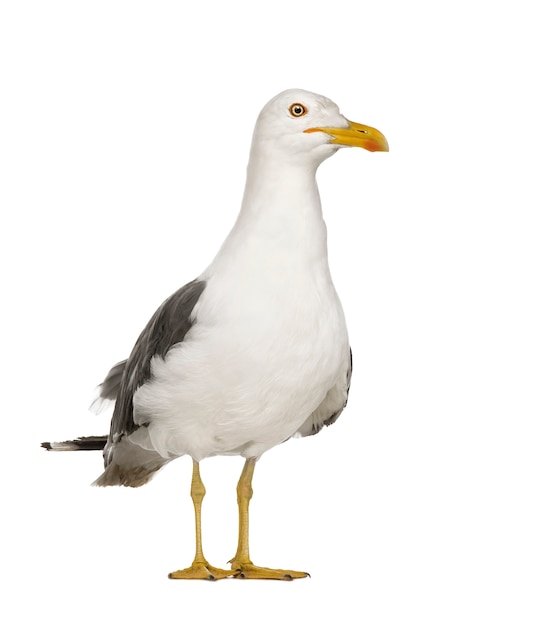 Goéland argenté - Larus argentatus sur un blanc isolé