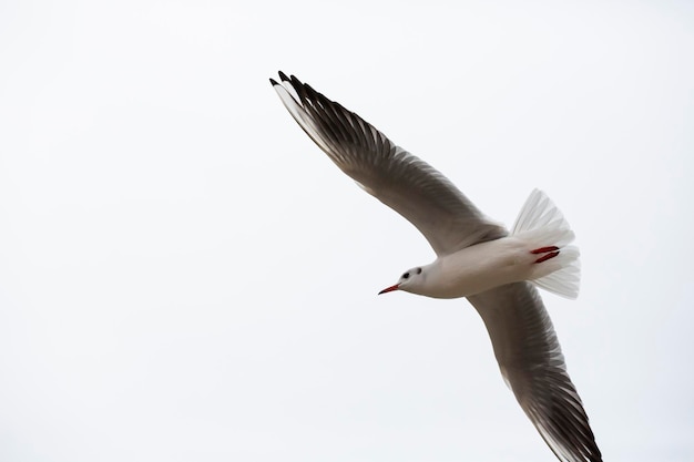 Goéland argenté Larus argentatus volant sur fond blanc