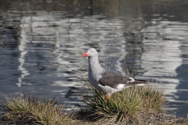 Goéland Dauphin originaire du sud de la Patagonie dans son habitat naturel.