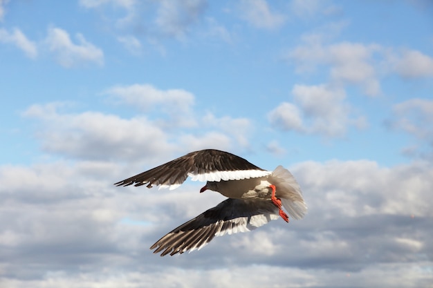 Goéland de dauphin survolant la mer.