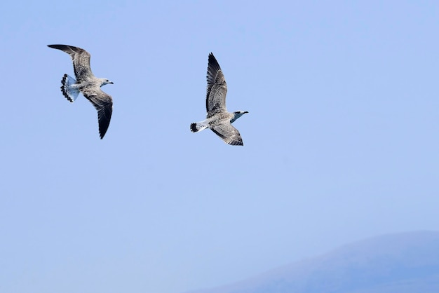 Le goéland leucophée est une espèce d'oiseau charadriiforme de la famille des laridés