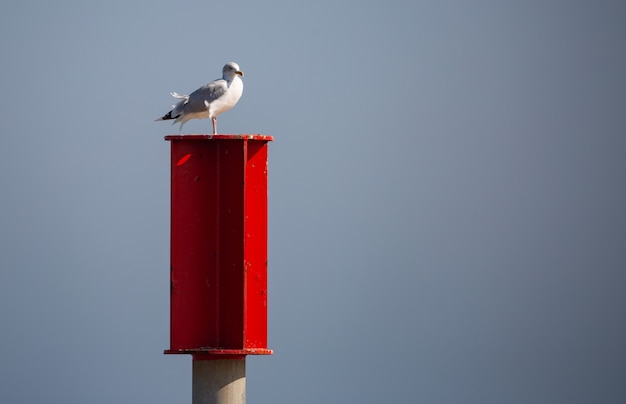 Goéland perché sur une boîte aux lettres rouge