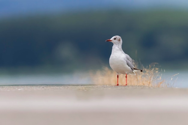 Le goéland à tête noire chroicocephalus ridibundus debout sur le sol