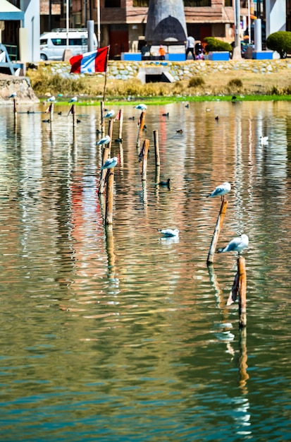 Goélands andins au lac Titicaca au Pérou