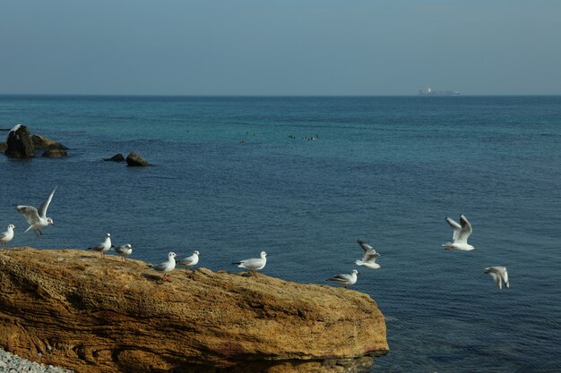 Goélands debout sur une grosse pierre contre la mer