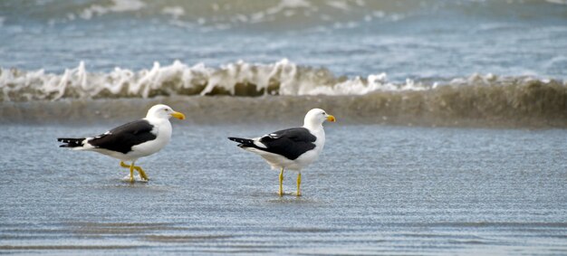 Goélands dominicains pêchant au bord de la plage