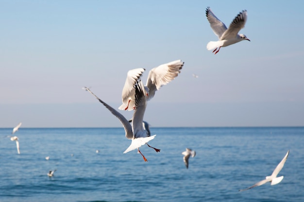 Les goélands survolent la mer à l'aube oiseaux blancs sur fond de mer et de ciel