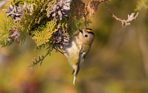 Goldcrest regulus regulus goldencrested kinglet Le plus petit oiseau d'Eurasie