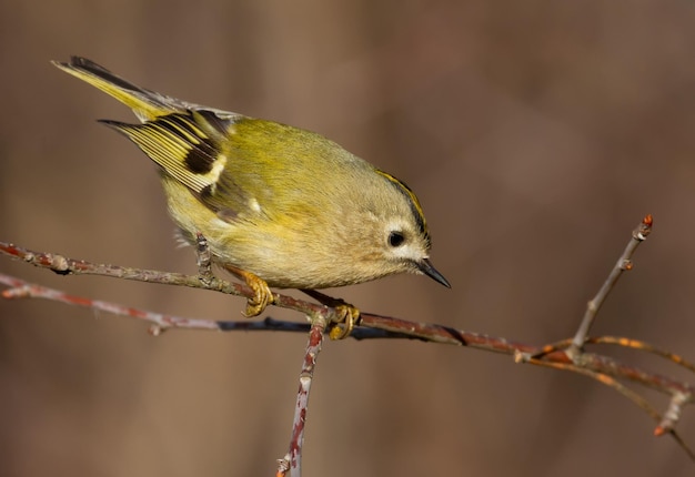 Goldcrest regulus regulus Hiver matin ensoleillé L'oiseau vole rapidement de branche en branche à la recherche de nourriture