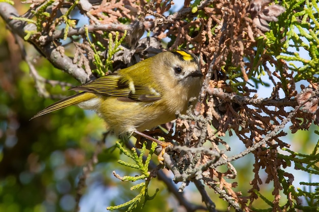 Goldcrest regulus regulus Le plus petit oiseau d'Eurasie est assis sur une branche de thuya