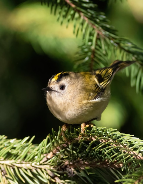 Goldcrest Regulus regulus Le plus petit oiseau d'Eurasie Matin ensoleillé un oiseau est assis sur une branche d'épinette