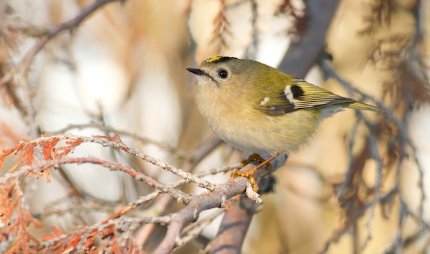 Goldcrest, Regulus regulus. Le plus petit oiseau d'Eurasie