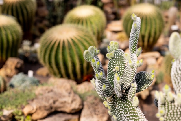 Golden Barrel CactusEchinocactus Cereus et de nombreux autres cactus dans une serre tropicaleEchinocactus grusonil cactaceae du mexique