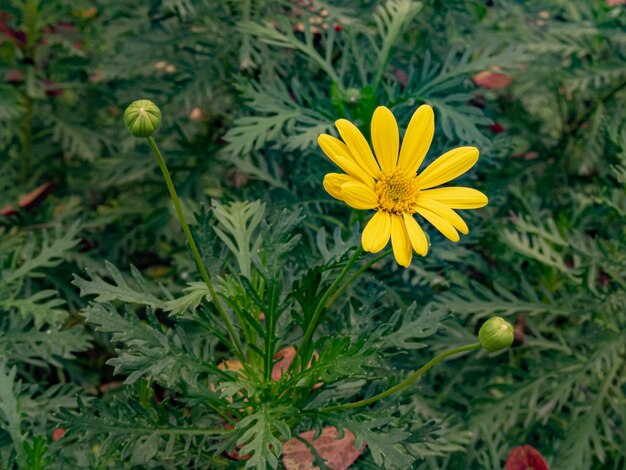 Golden Daisy Bush dans un jardin d'automne de la ville la lumière du jour nuageux