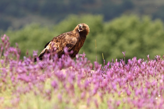 Golden Eagle femelle parmi les fleurs violettes avec la première lumière du matin