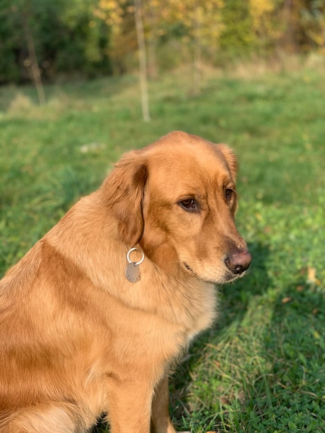 Golden golden retriever regarde tristement autour de s'asseoir sur le terrain