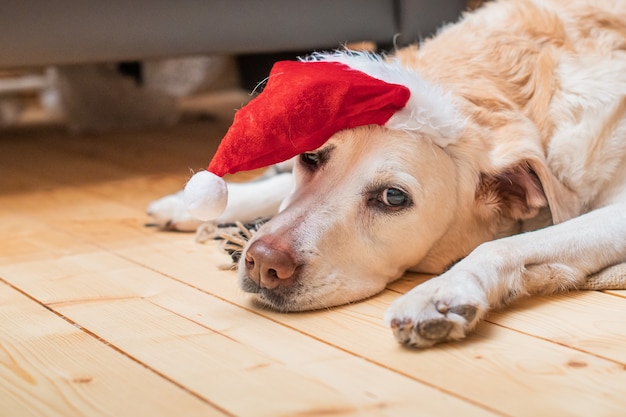 Golden Labrador Retriever dans une casquette de Noël se trouve sur une couverture dans une maison en bois près d'une cheminée en feu