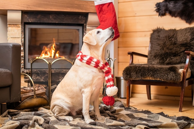 Golden Labrador Retriever dans une écharpe de Noël est assis sur un plaid dans une maison en bois près d'une cheminée allumée