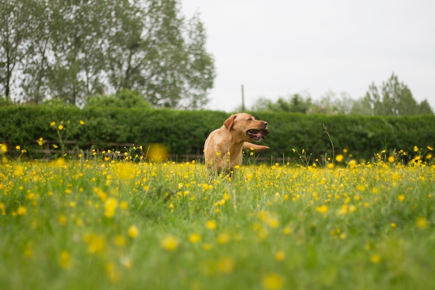 Golden Labrador