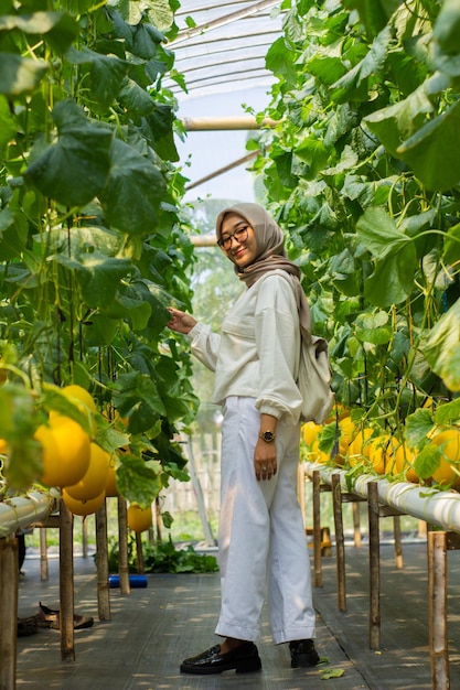 Golden Melon jaune mûr et prêt à être récolté en serre