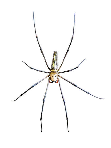 Golden Orb Spider (Nephila pilipes) isolé sur fond blanc